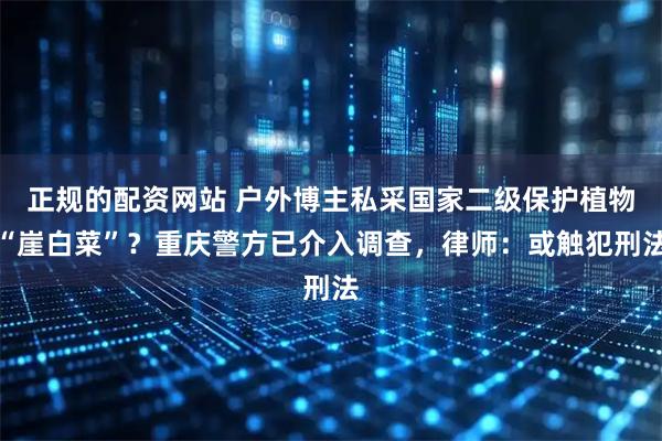 正规的配资网站 户外博主私采国家二级保护植物“崖白菜”？重庆警方已介入调查，律师：或触犯刑法